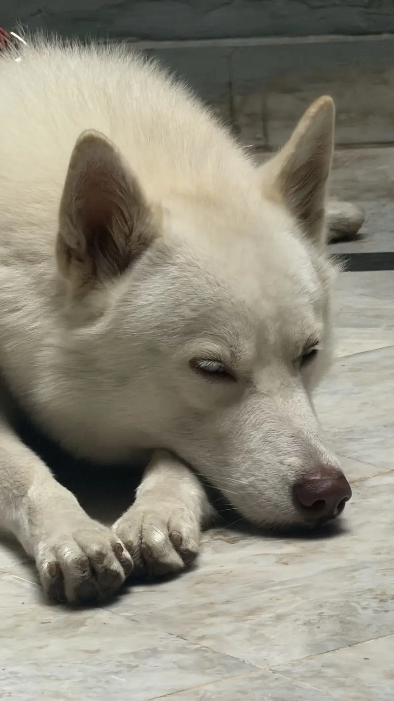 Husky for sale — photo 5