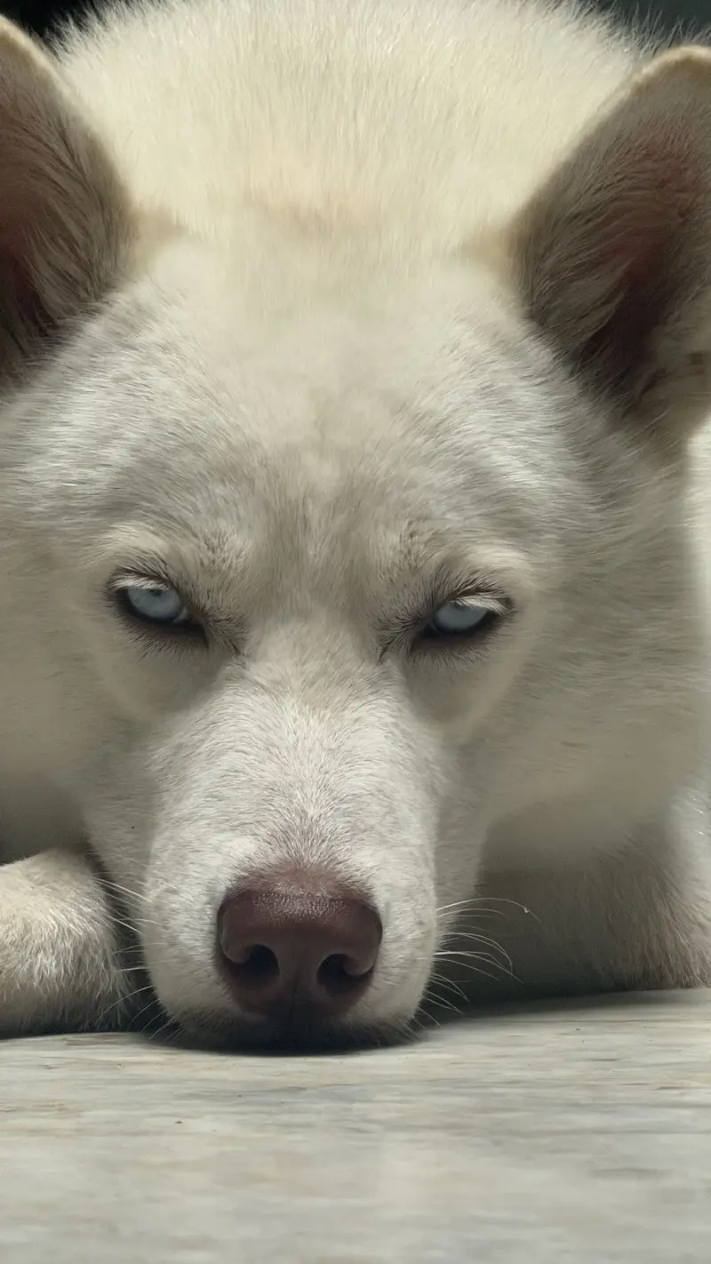 Husky for sale — photo 6