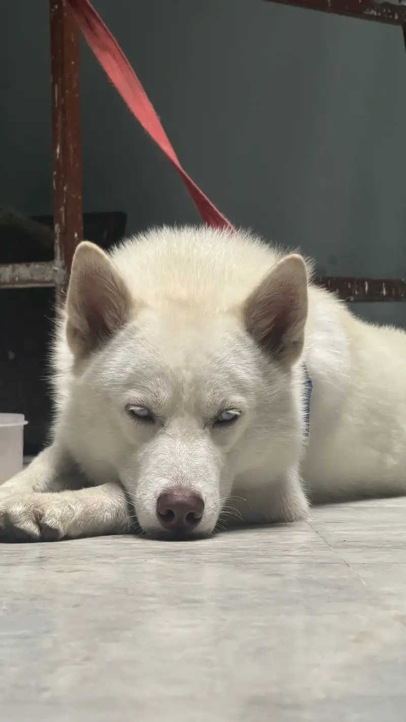 Husky for sale — photo 7