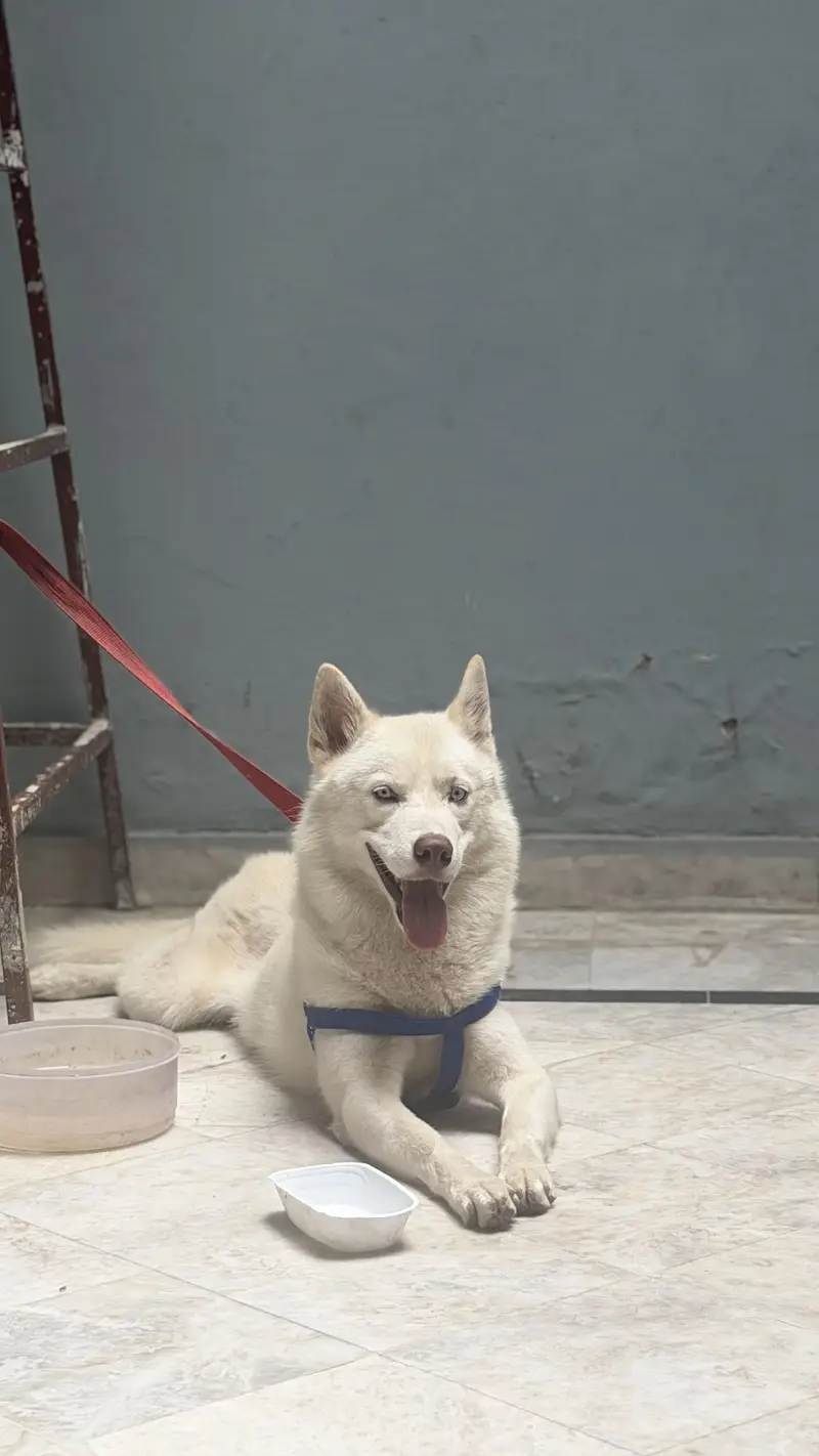 Husky for sale — photo 8
