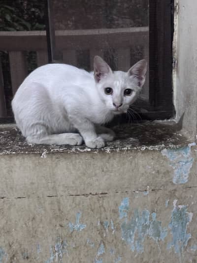 Pure white kittens