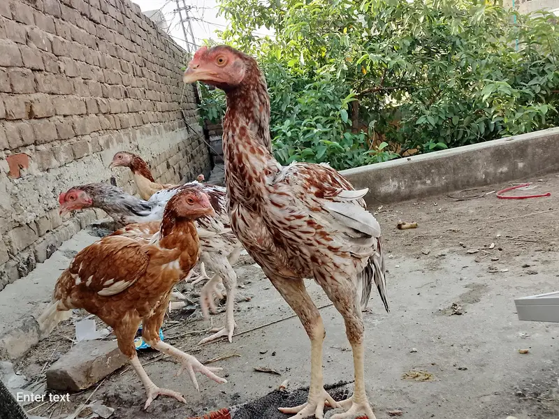 Aseel Beautiful with low price — photo 2