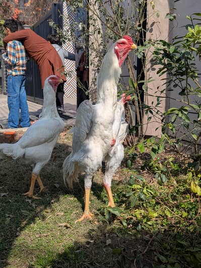 white shamo pair