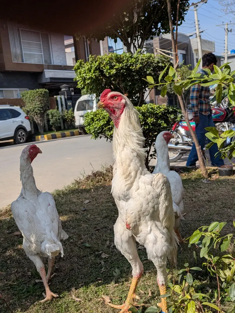 white shamo pair — photo 2