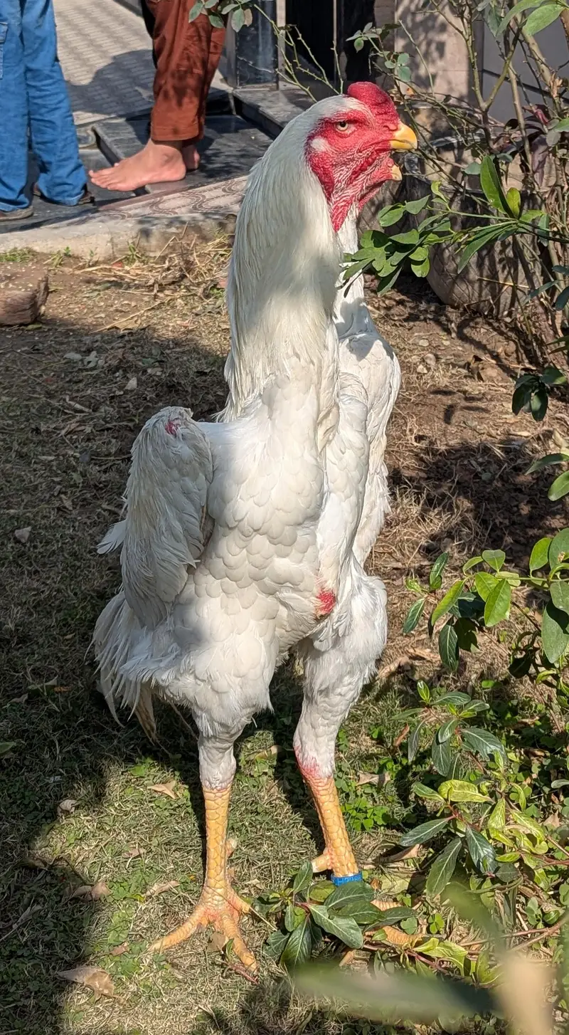 white shamo pair — photo 3