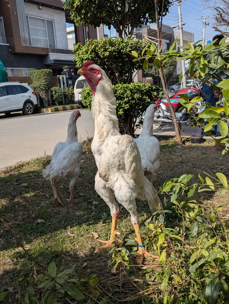 white shamo pair — photo 4
