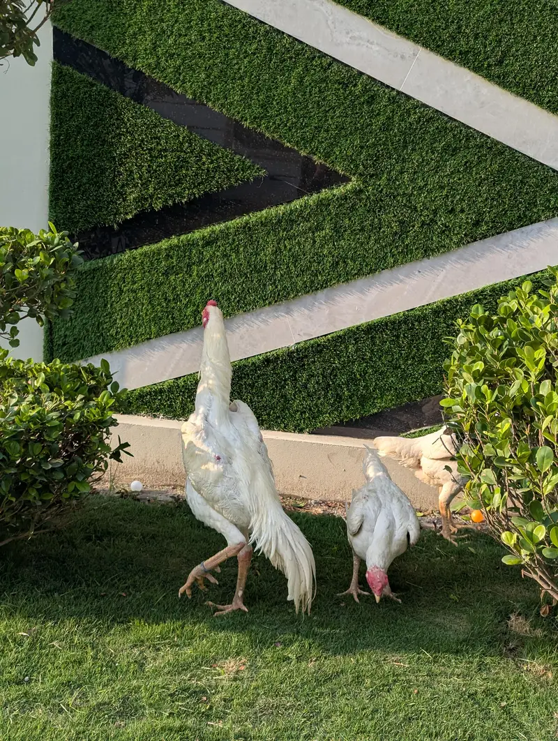 white shamo pair — photo 5
