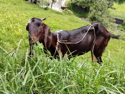 Goat for sale