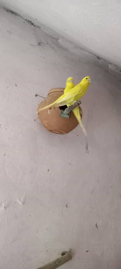 Yellow Budgies Breeder Pair with Eggs