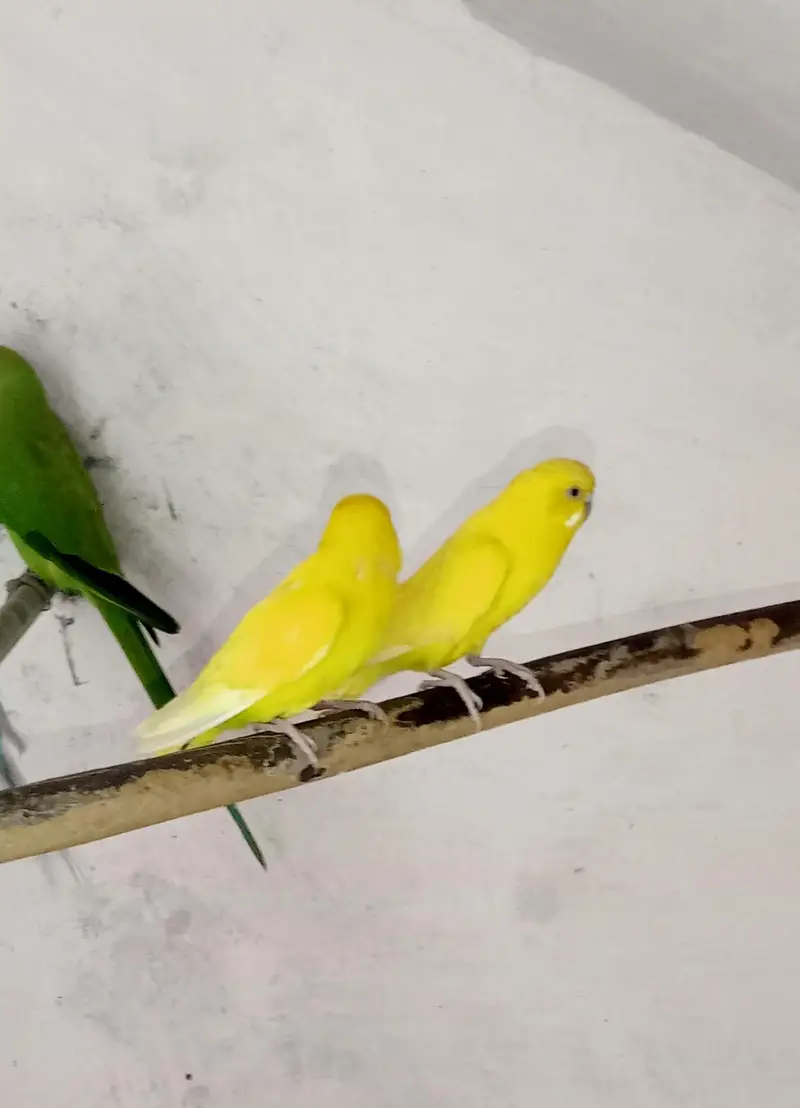 Yellow Budgies Breeder Pair with Eggs — photo 2