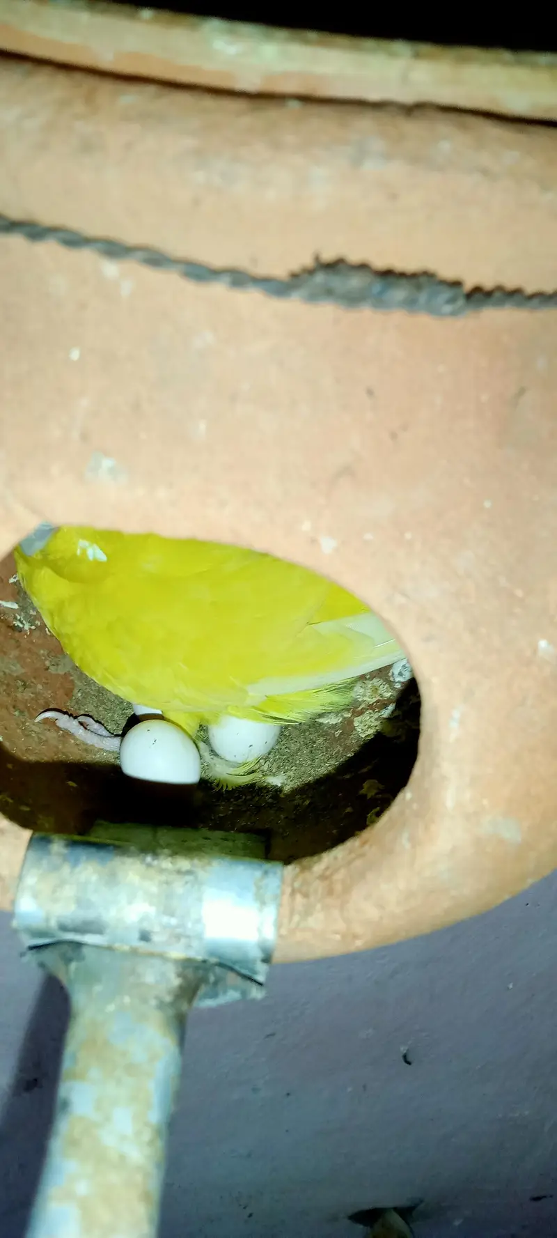 Yellow Budgies Breeder Pair with Eggs — photo 3