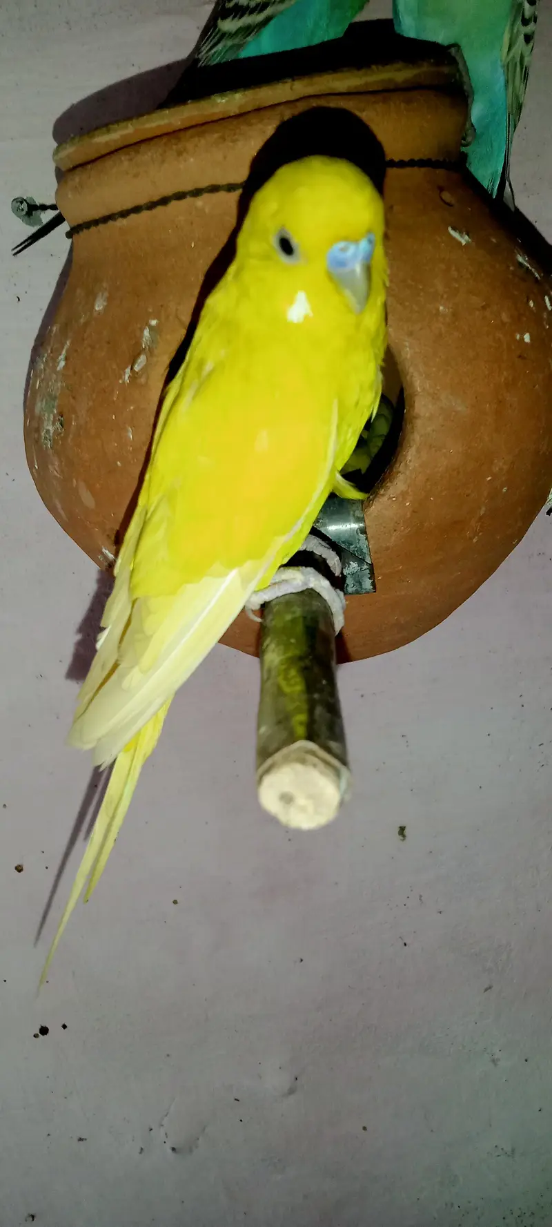 Yellow Budgies Breeder Pair with Eggs — photo 4