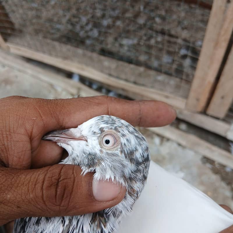 Highflyer Pigeon 2