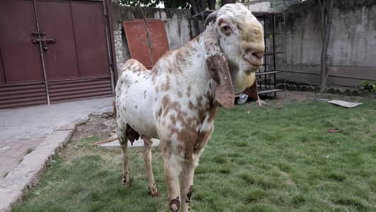 Male Goat Makhi Cheeni Bakra / Breeder / Beautiful Goat Breeder / Goat