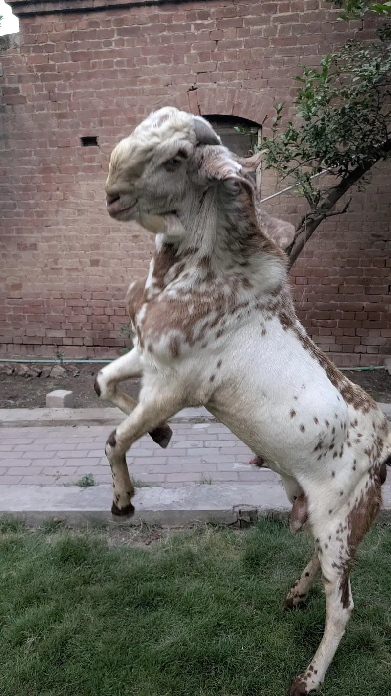 Male Goat Makhi Cheeni Bakra / Breeder / Beautiful Goat Breeder / Goat — photo 2