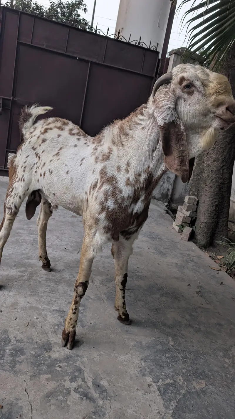 Male Goat Makhi Cheeni Bakra / Breeder / Beautiful Goat Breeder / Goat — photo 3
