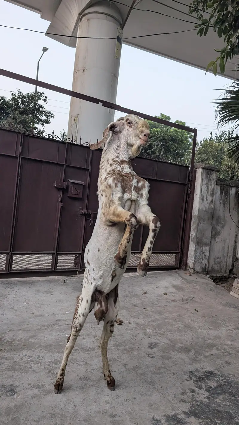 Male Goat Makhi Cheeni Bakra / Breeder / Beautiful Goat Breeder / Goat — photo 5