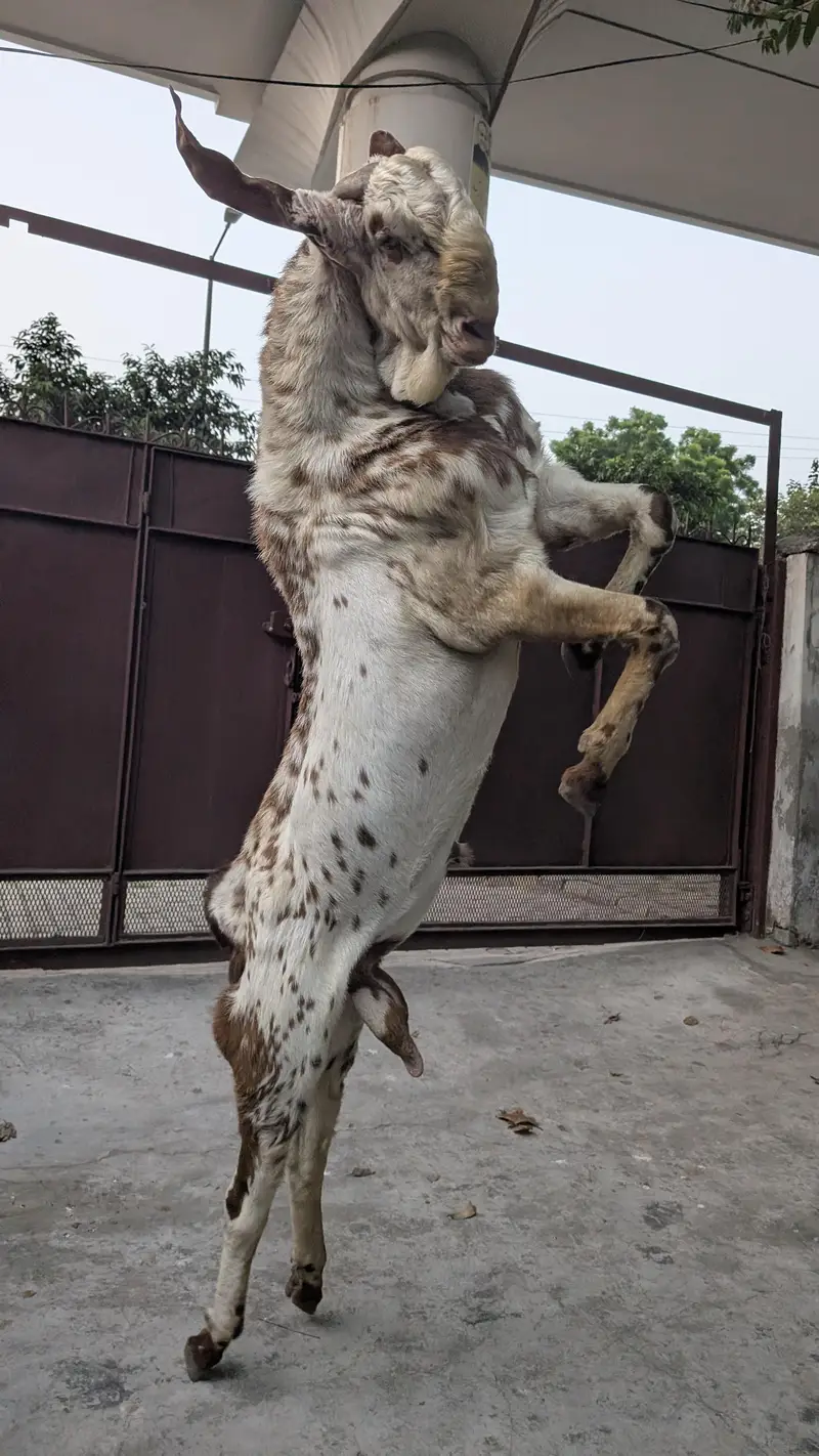 Male Goat Makhi Cheeni Bakra / Breeder / Beautiful Goat Breeder / Goat — photo 7