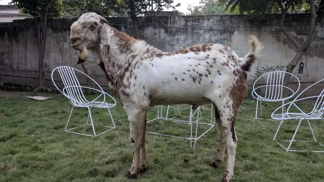 Male Goat Makhi Cheeni Bakra / Breeder / Beautiful Goat Breeder / Goat — photo 9