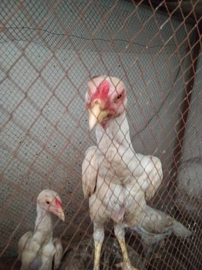 shamoo pathay [more hens and birds]