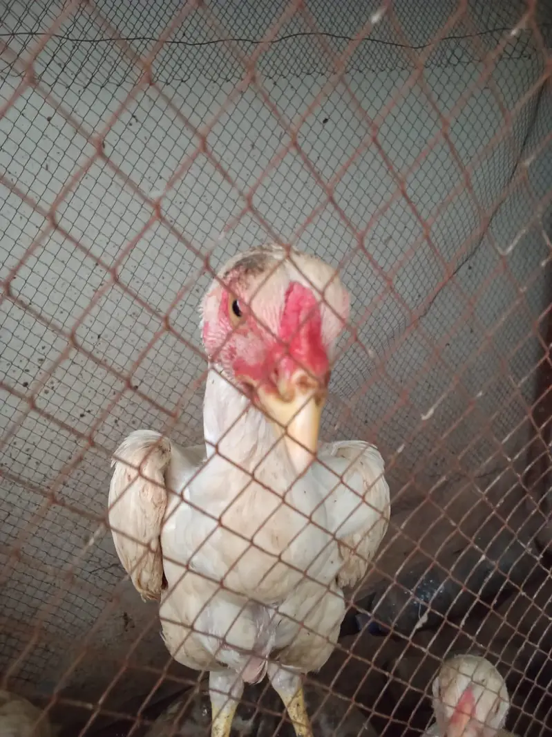 shamoo pathay [more hens and birds] — photo 3