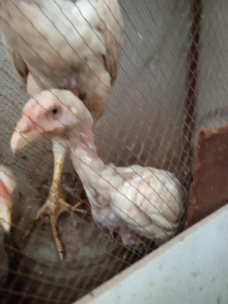 shamoo pathay [more hens and birds] — photo 5
