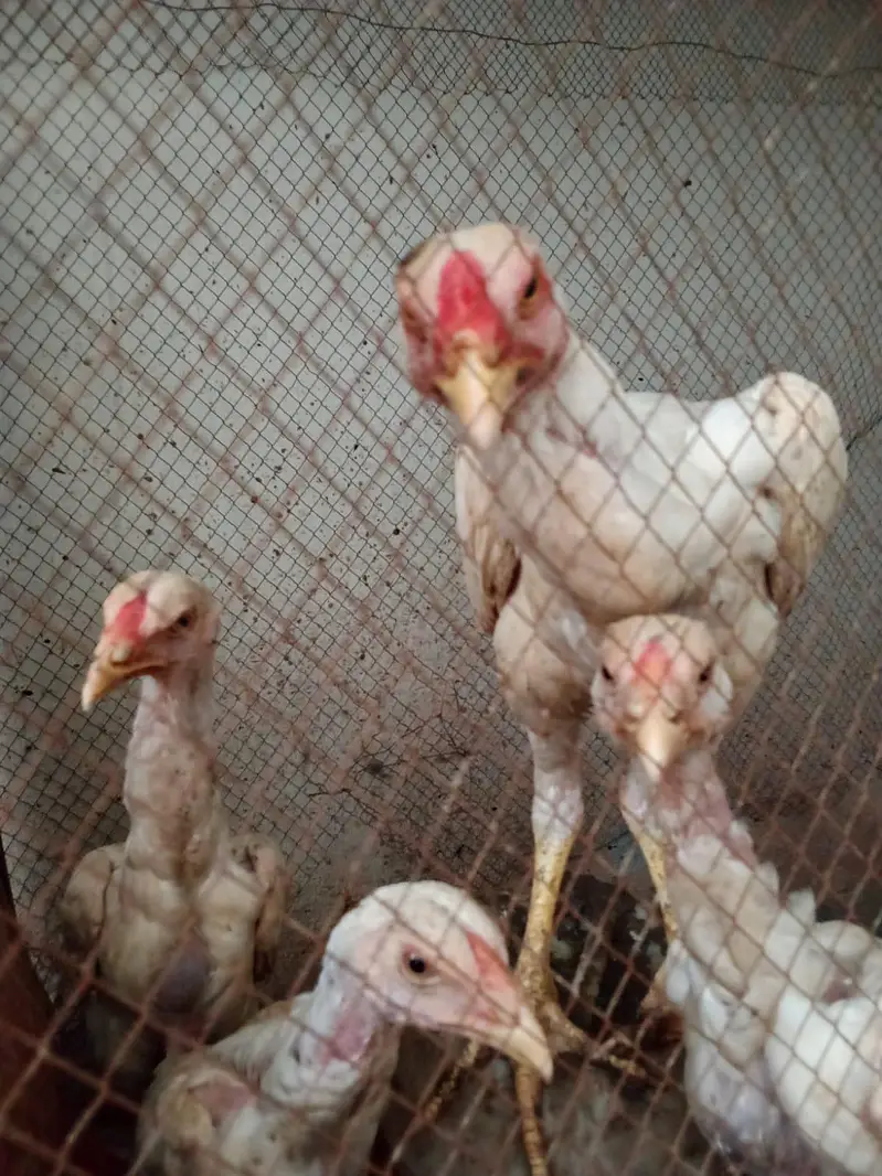 shamoo pathay [more hens and birds] — photo 6