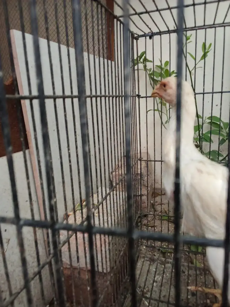 shamoo pathay [more hens and birds] — photo 8