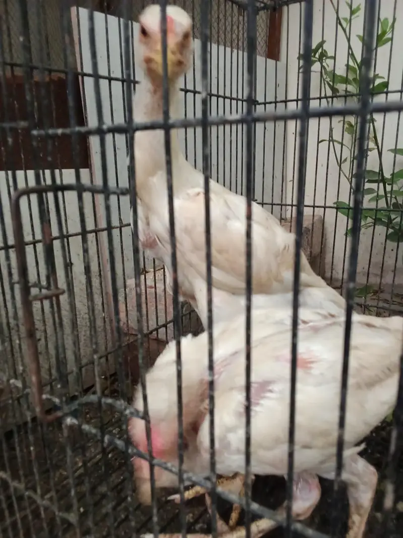 shamoo pathay [more hens and birds] — photo 9