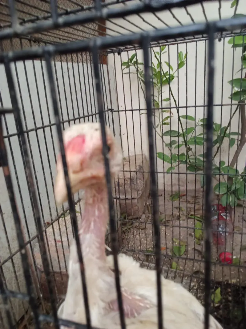 shamoo pathay [more hens and birds] — photo 10