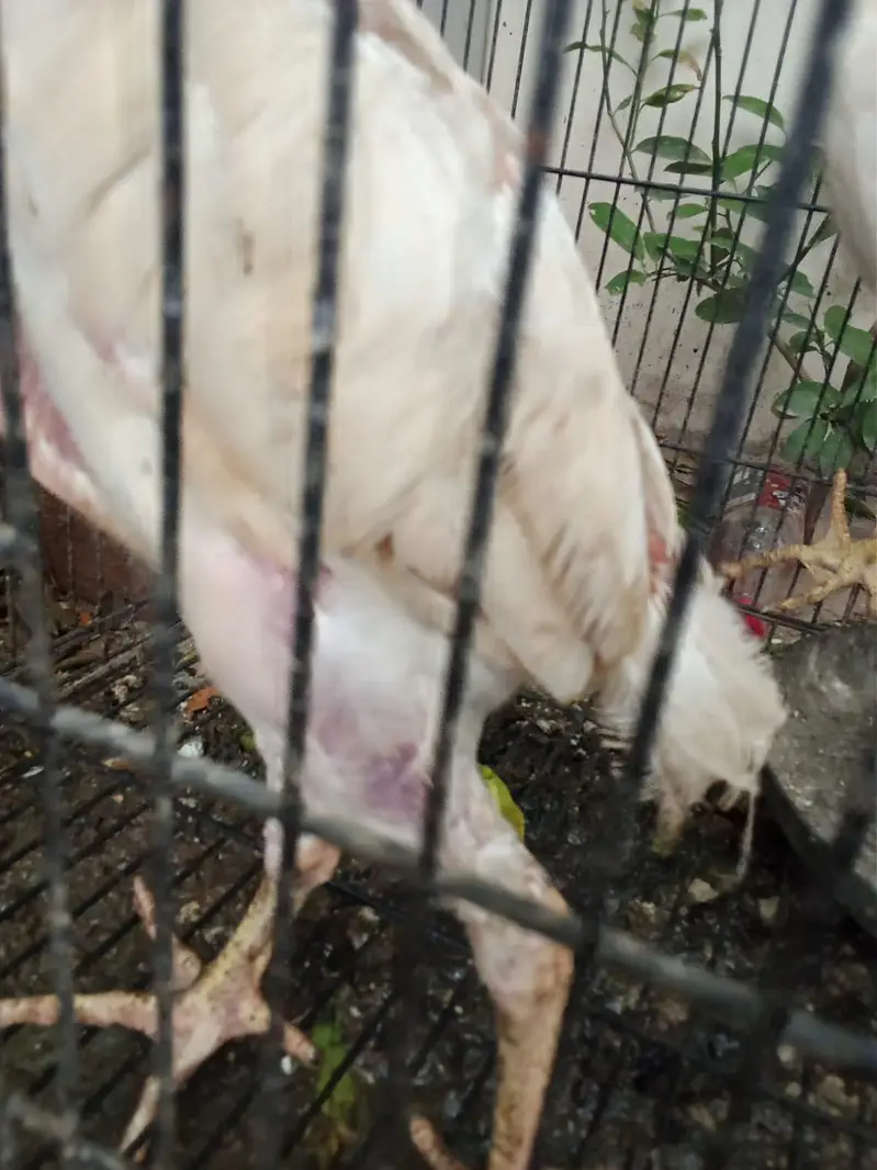 shamoo pathay [more hens and birds] — photo 11