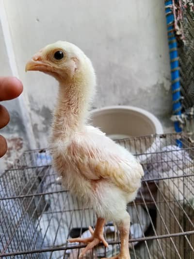 Quality White German O Shamoo Chicks.