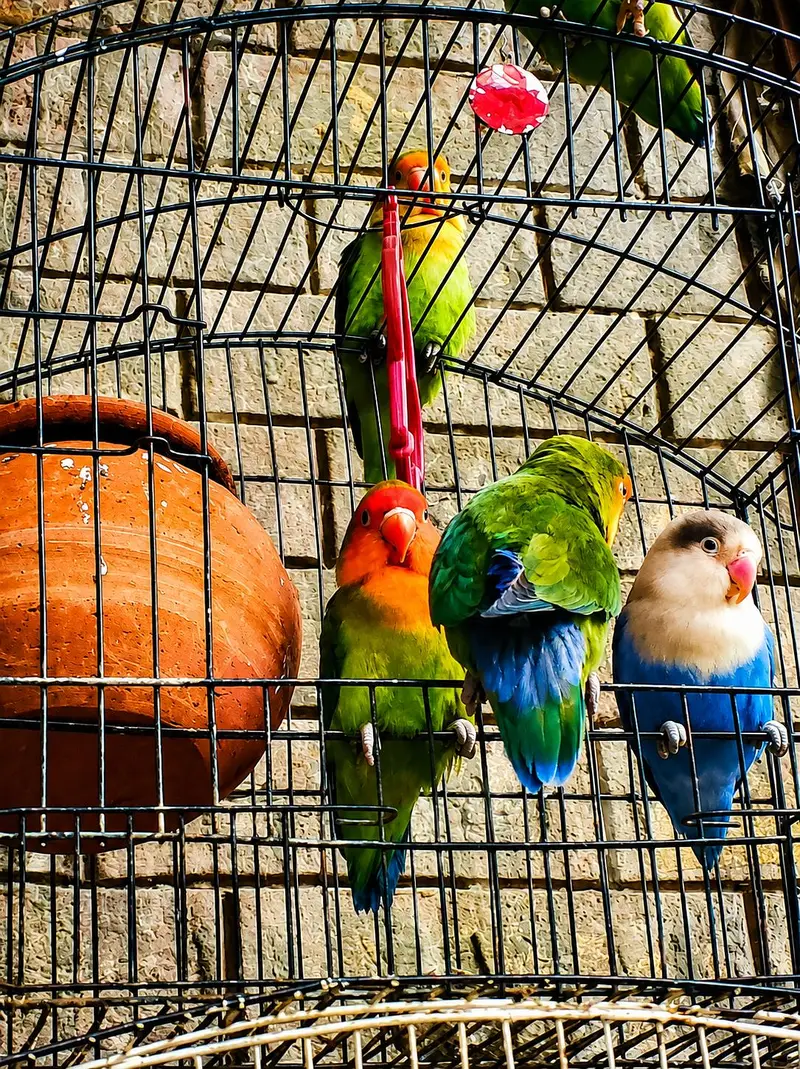 breeder pair confirm — photo 4