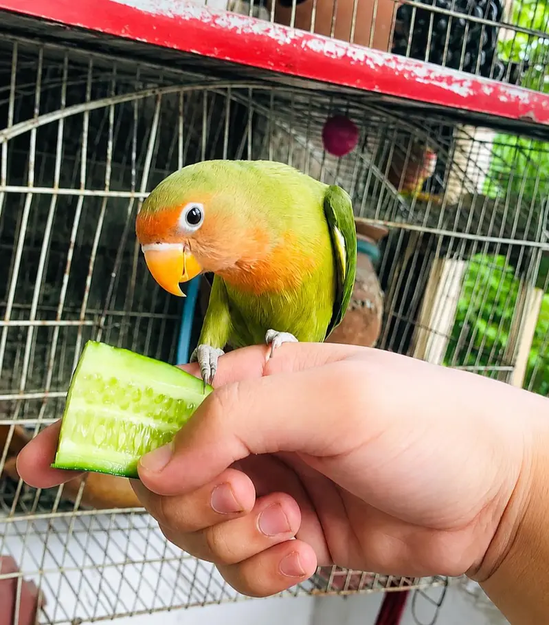 breeder pair confirm — photo 5