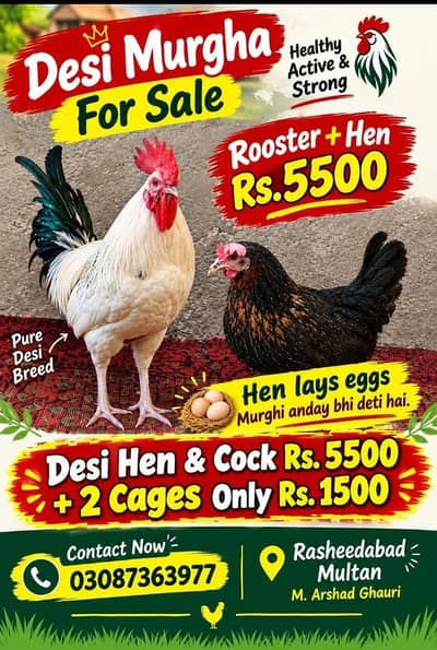 Desi Hen & Cock with 2 Cages – Rs.