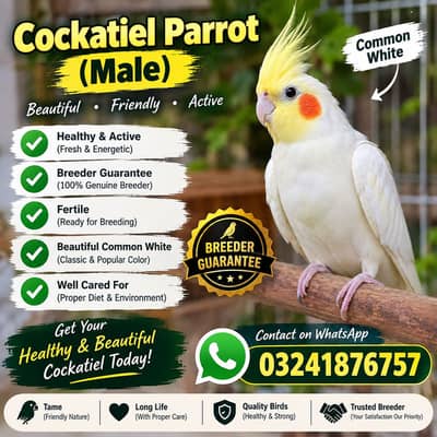 Cocktail Breeder Male Required Only Gujranwala whatsapp 03241876757