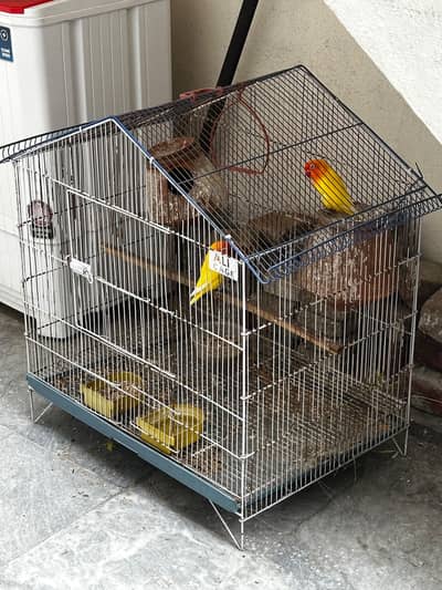 Lovebirds pair with cage