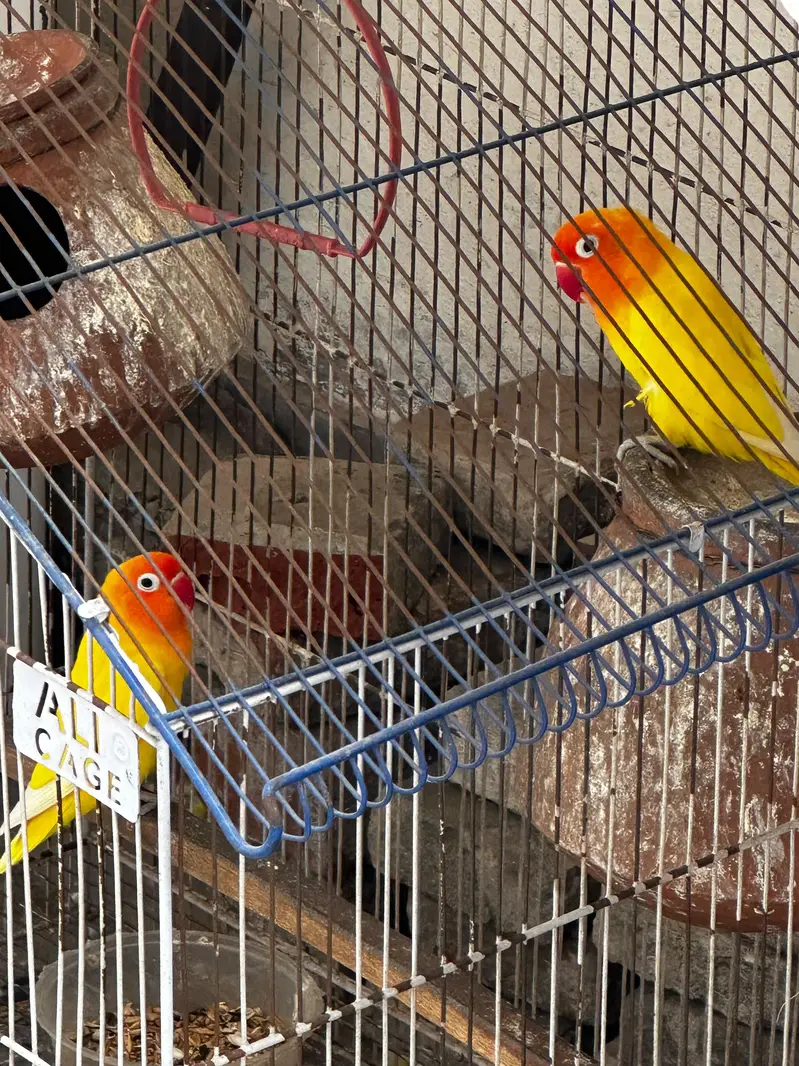 Lovebirds pair with cage — photo 2