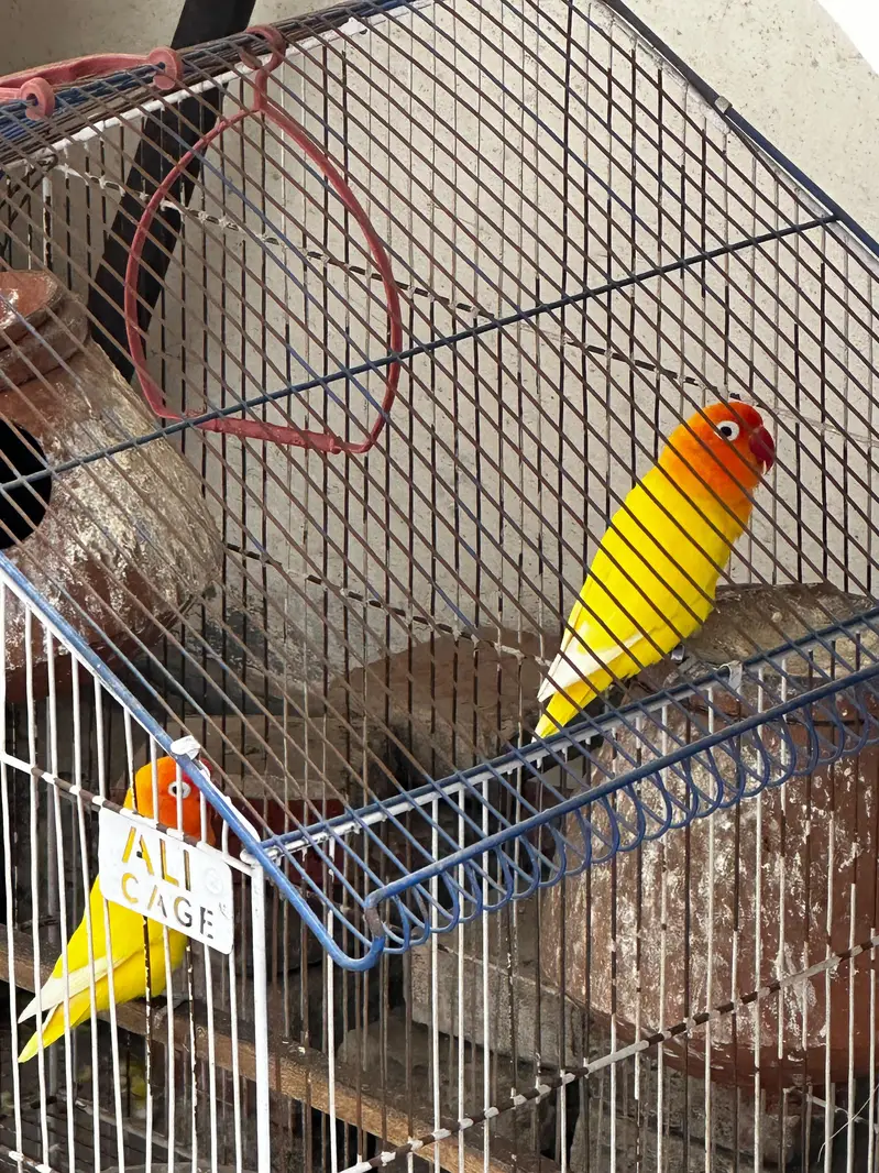 Lovebirds pair with cage — photo 3