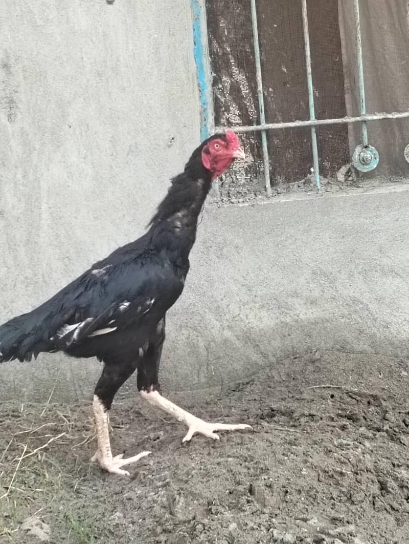 aseel murga 1