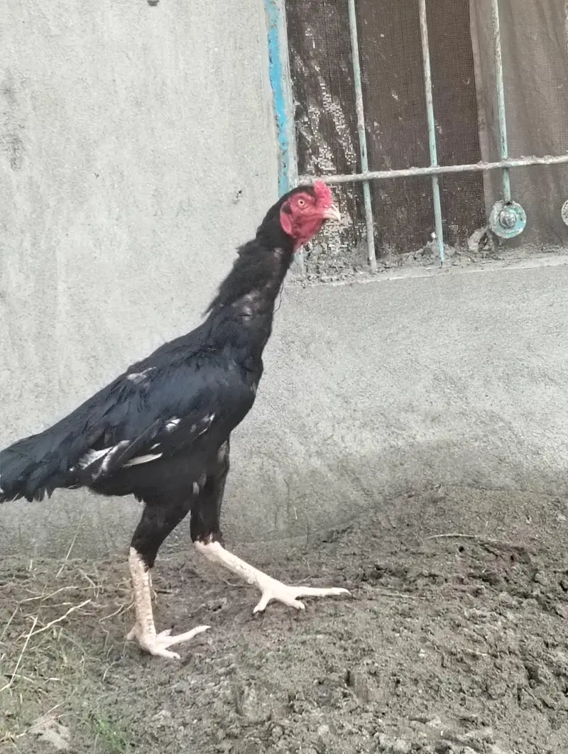 aseel murga — photo 2