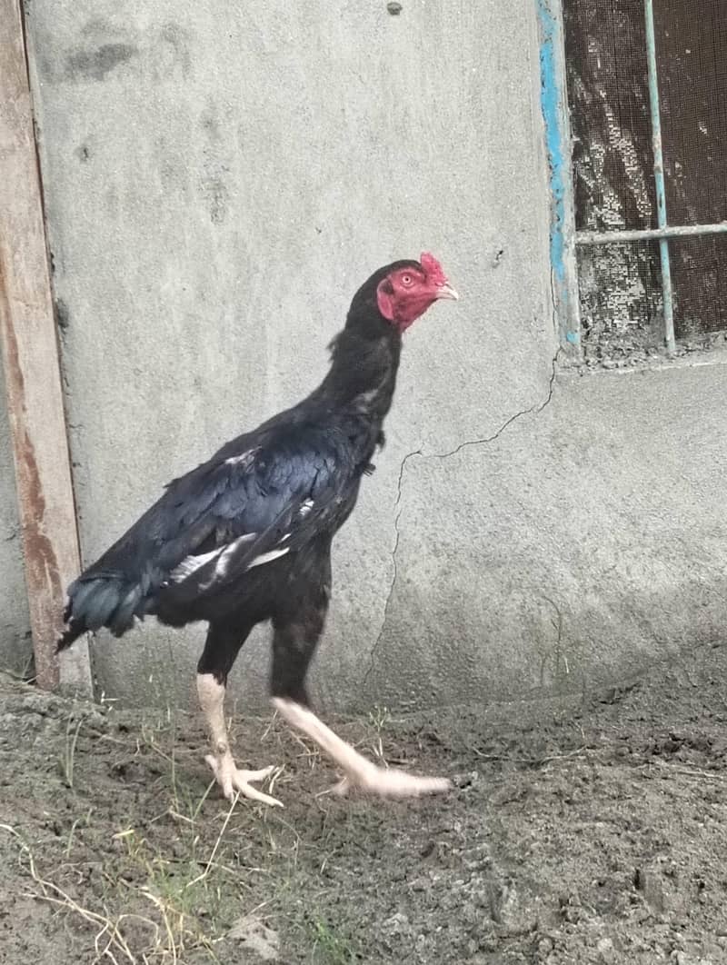 aseel murga 2