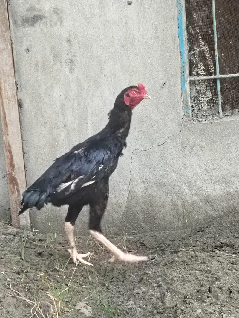 aseel murga — photo 3