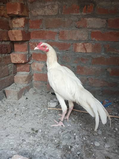 aseel heera male