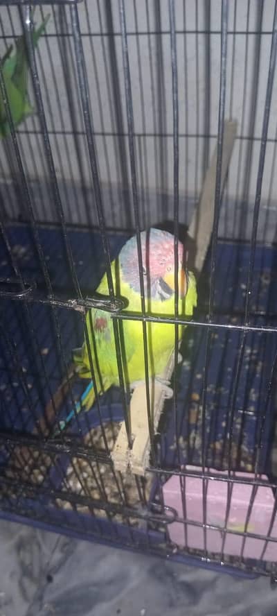 URGENT: 2 Confirmed Adult Plum-Headed Males (One 100% Hand Tame)
