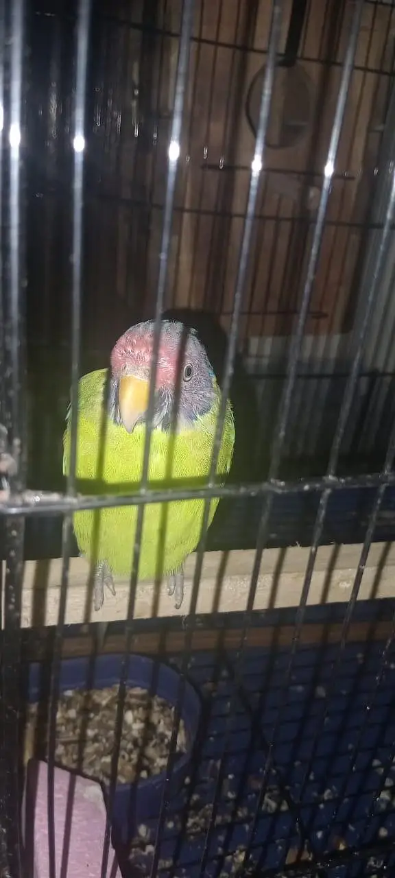 URGENT: 2 Confirmed Adult Plum-Headed Males (One 100% Hand Tame) — photo 2