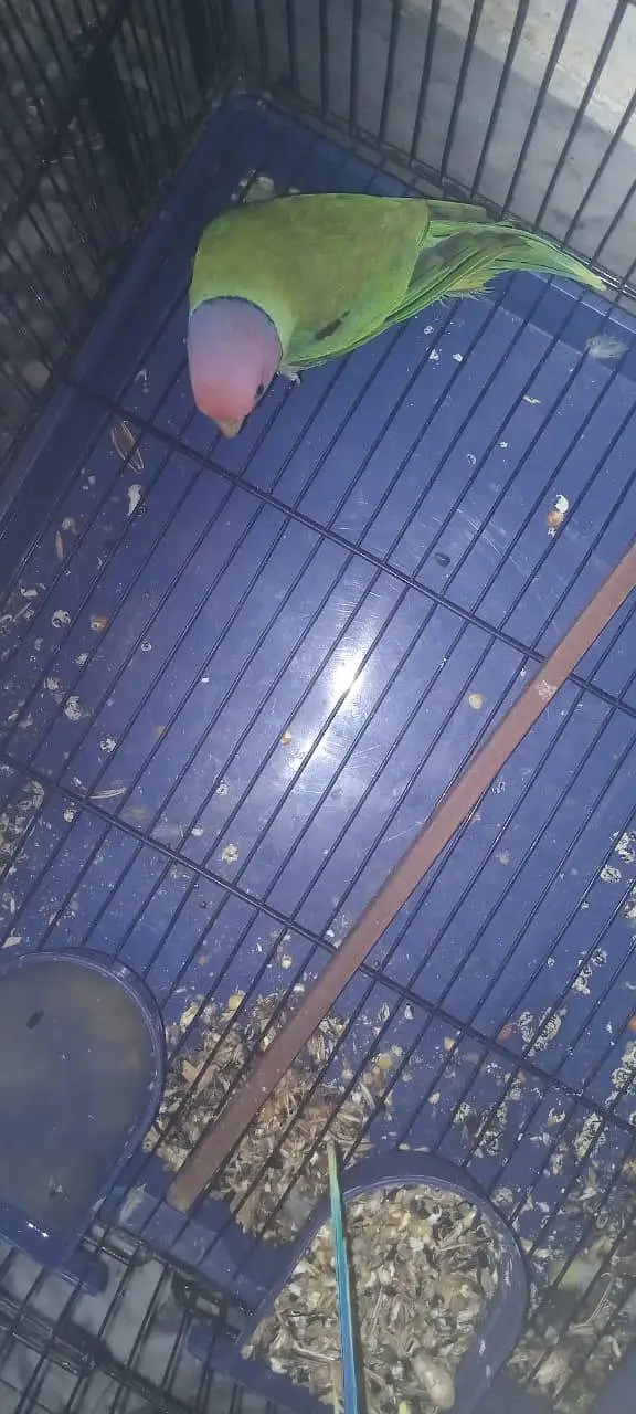 URGENT: 2 Confirmed Adult Plum-Headed Males (One 100% Hand Tame) — photo 3