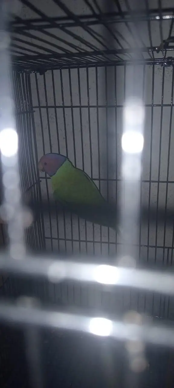URGENT: 2 Confirmed Adult Plum-Headed Males (One 100% Hand Tame) — photo 4