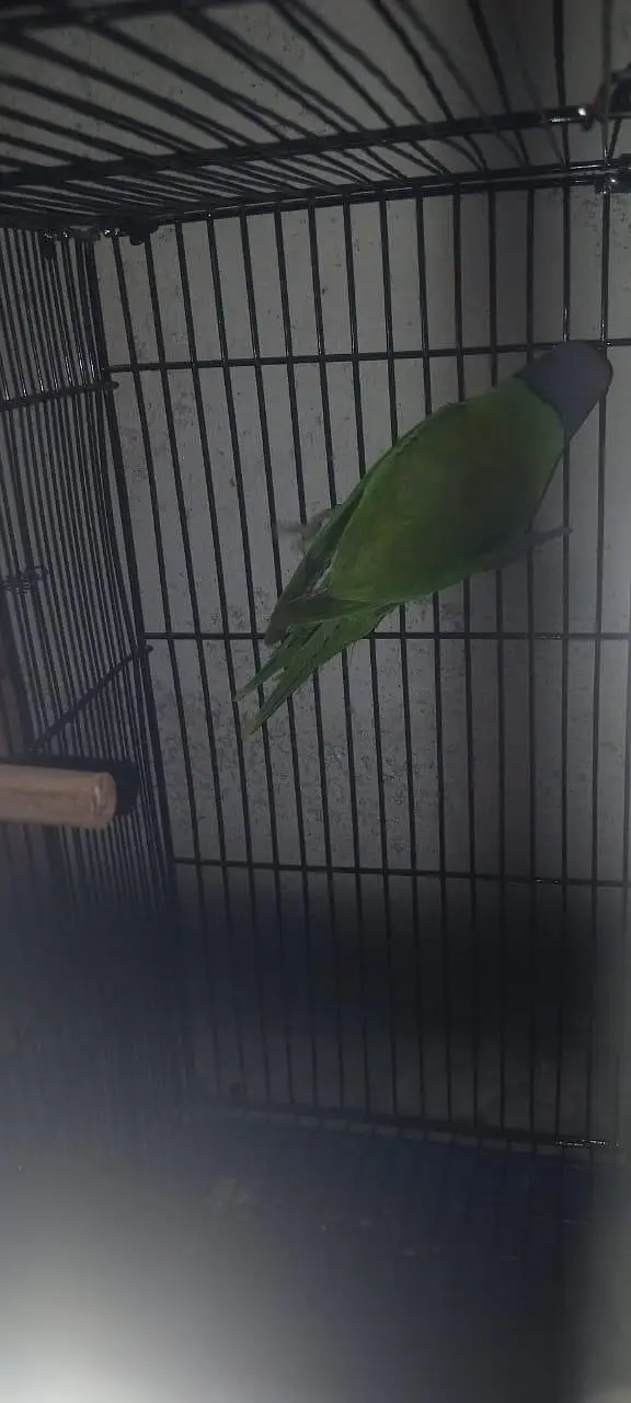 URGENT: 2 Confirmed Adult Plum-Headed Males (One 100% Hand Tame) — photo 5