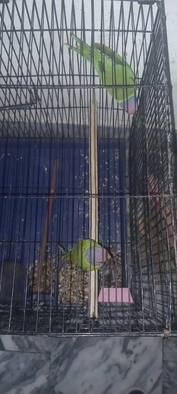 URGENT: 2 Confirmed Adult Plum-Headed Males (One 100% Hand Tame) — photo 6